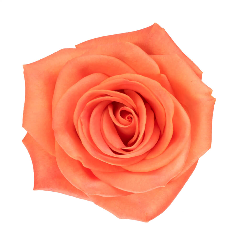 Orange Crush Roses - Asiri Blooms