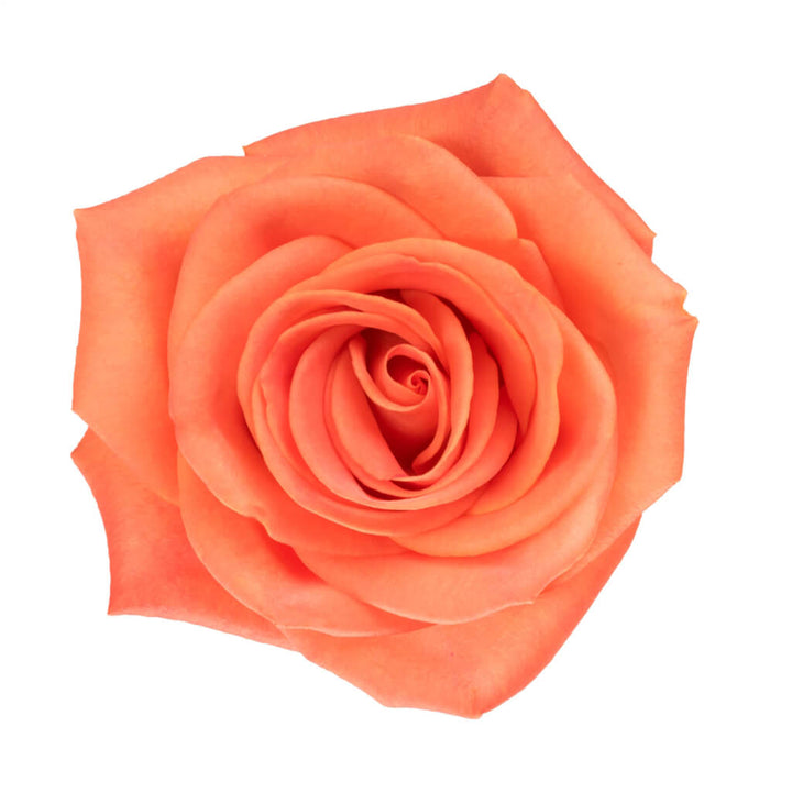 Orange Crush Roses - Asiri Blooms