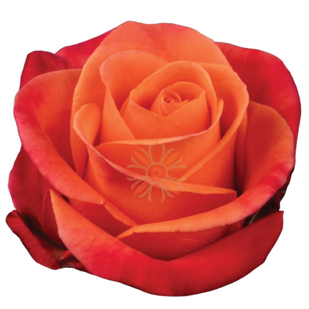 Orange Crush Roses 50 CM