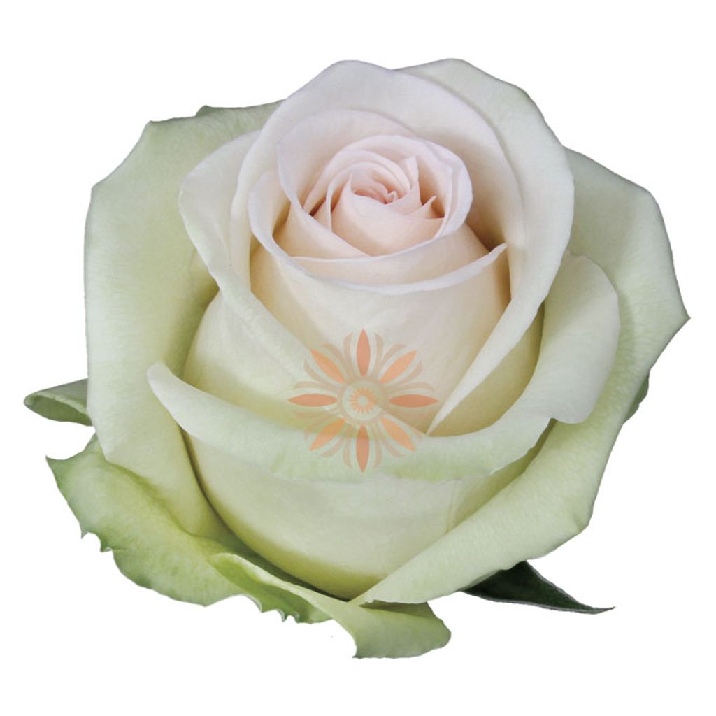 Perla Roses 40 CM