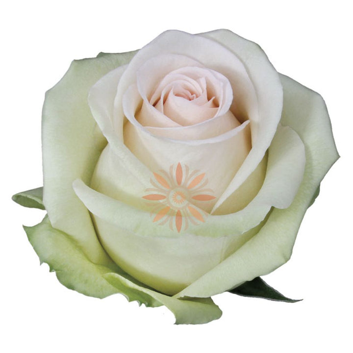 Perla Roses 40 CM