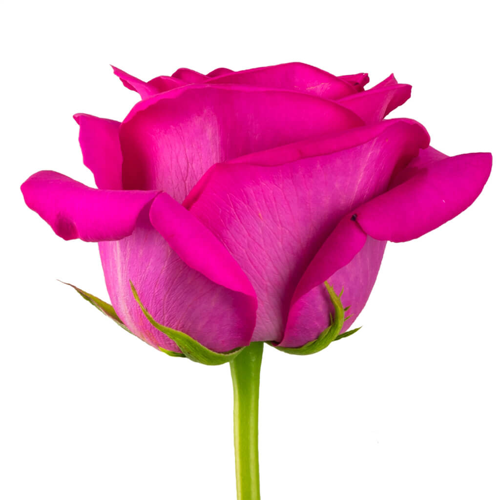Pink Floyd Roses - Asiri Blooms