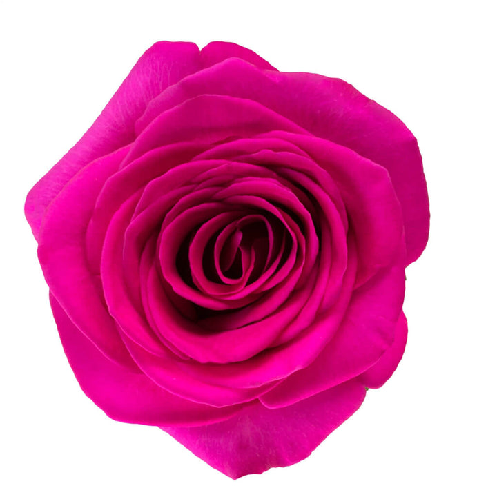 Pink Floyd Roses - Asiri Blooms