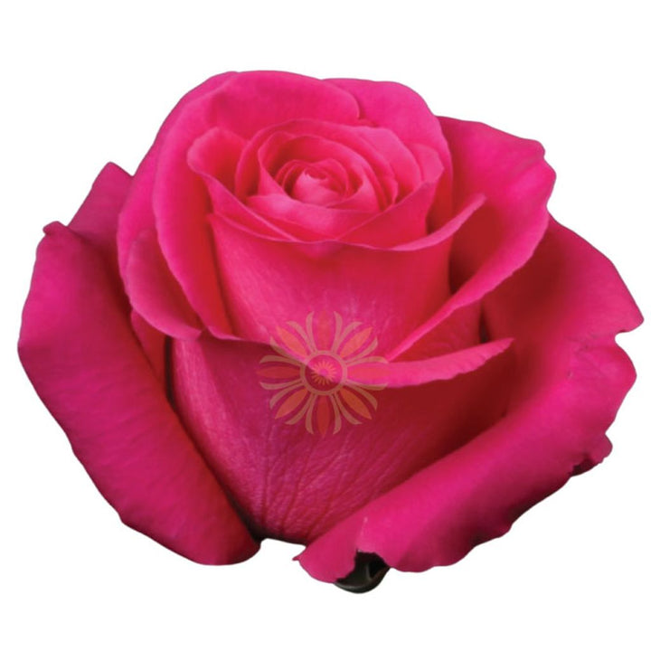 Pink Floyd Roses 80 CM