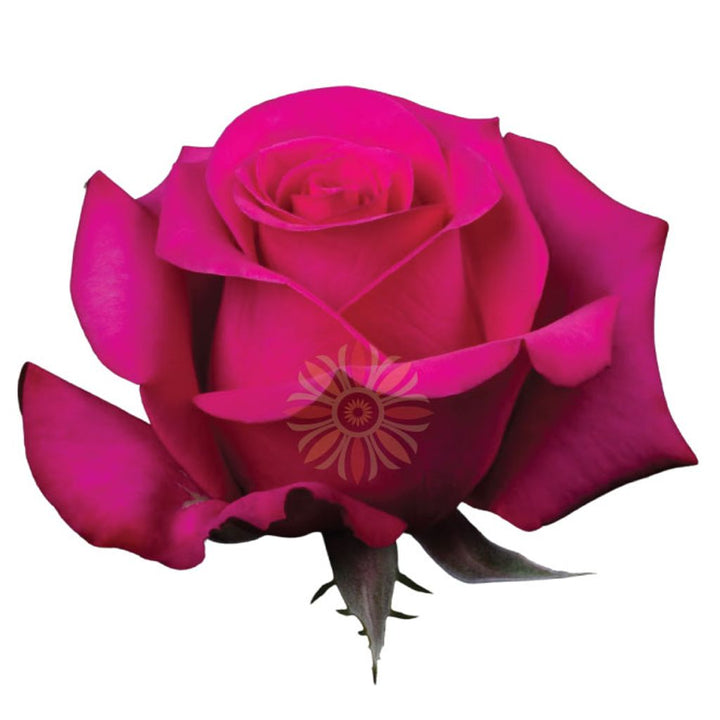Pink Martini Roses 50 CM
