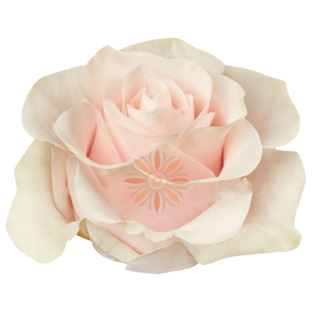 Pink Mondial Roses 50 CM