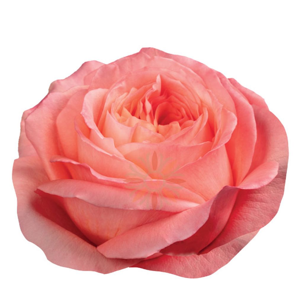 Pink Xpression Roses 40 CM