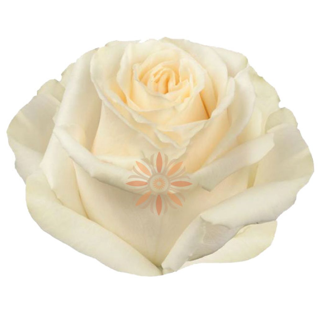 Playa Blanca Roses 60 CM