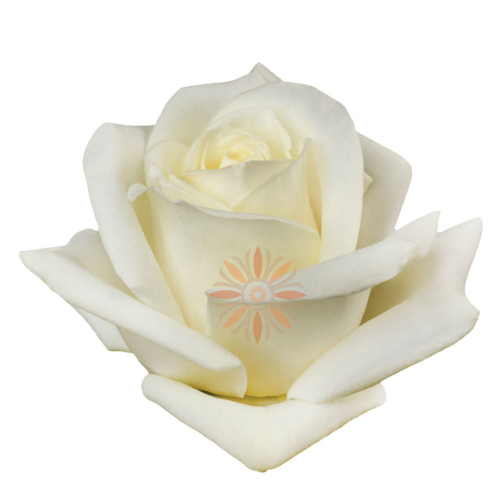 Polo Roses 40 CM