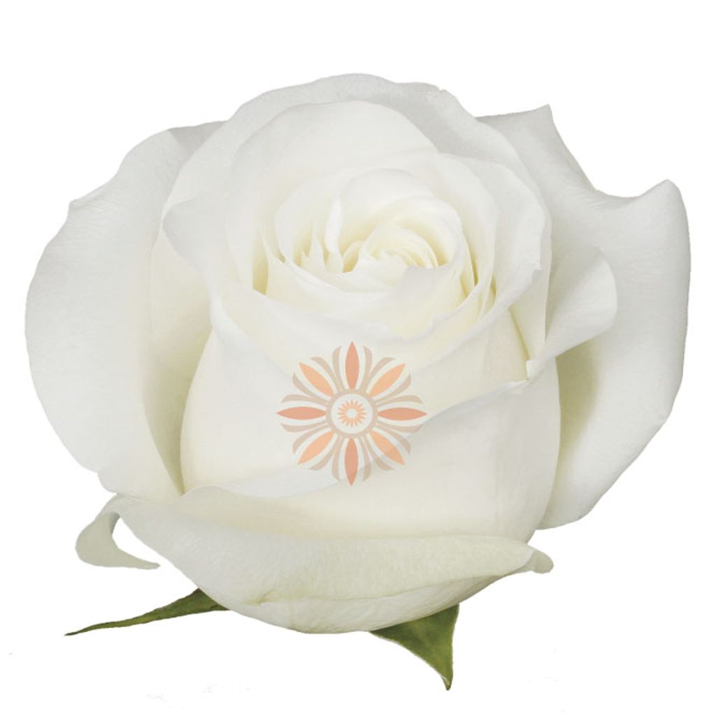 Proud Roses 100 CM