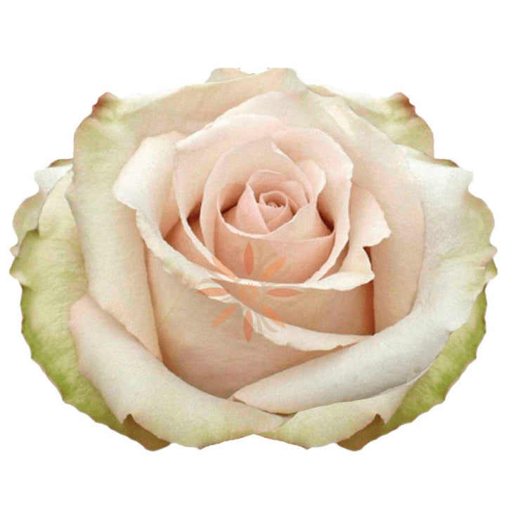 Quicksand Roses 60 CM