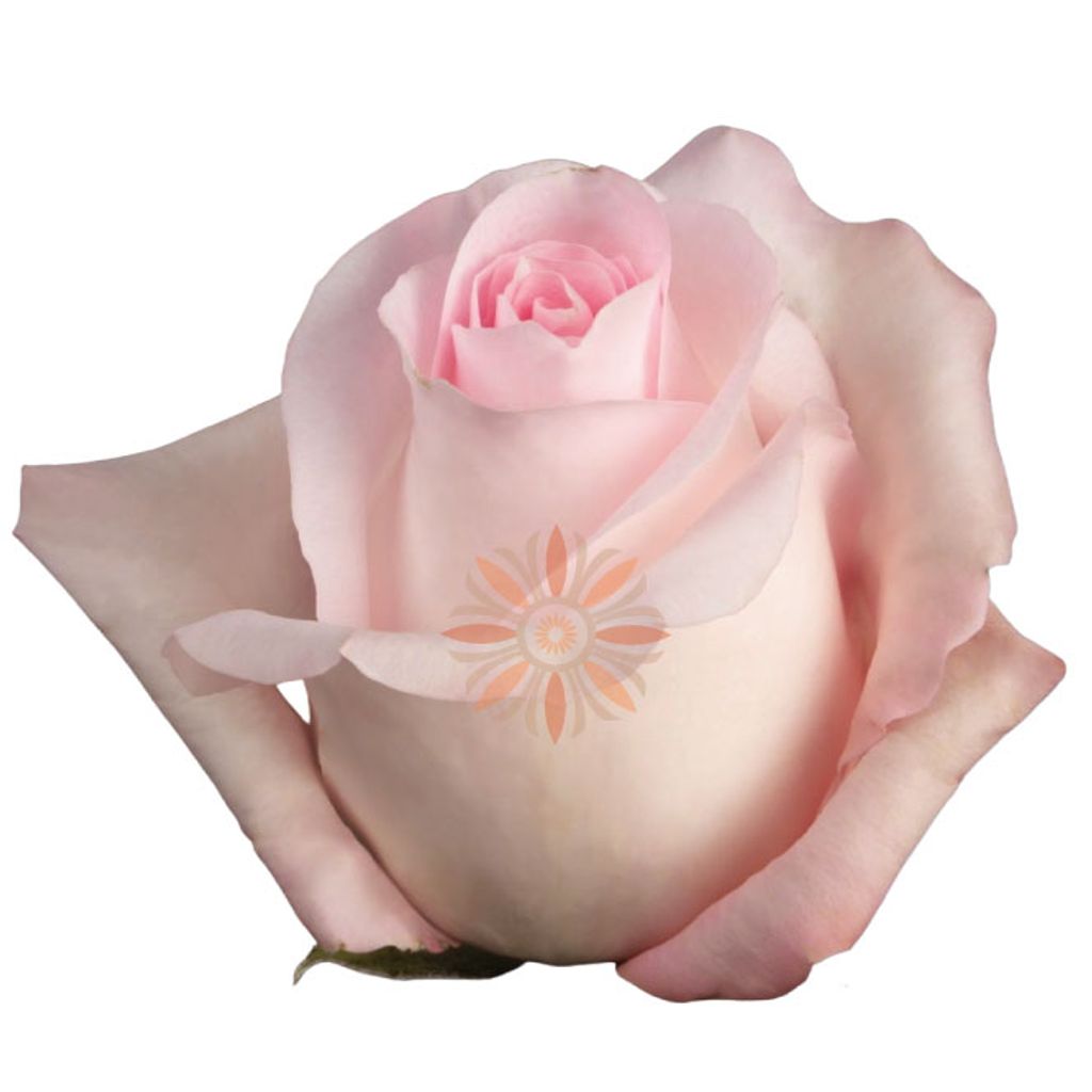 Rosita Vendela Roses 60 CM