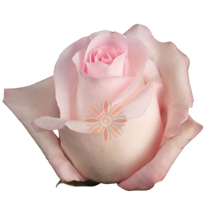 Rosita Vendela Roses 60 CM