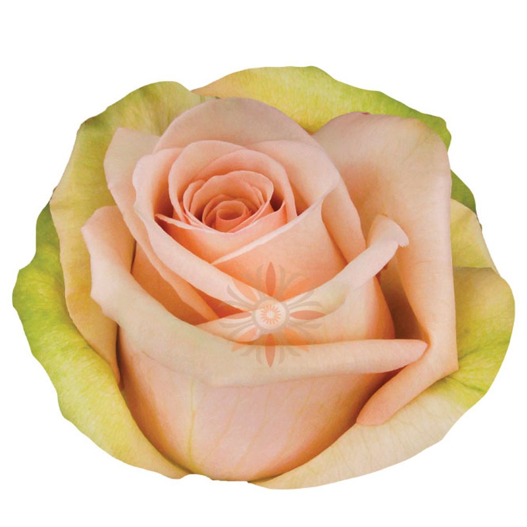 Sahara Roses 70 CM