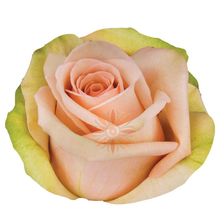 Sahara Roses 70 CM