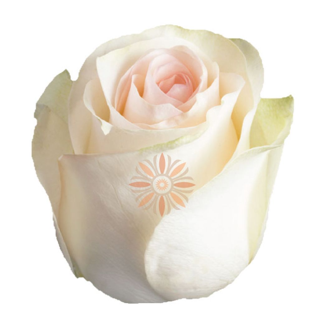 Señorita Roses 60 CM