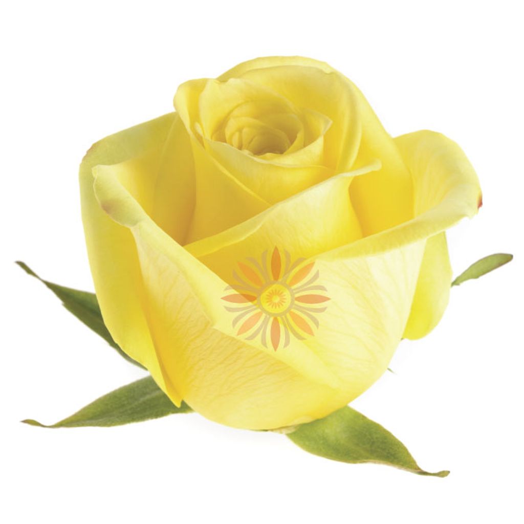 Stardust Roses 70 CM
