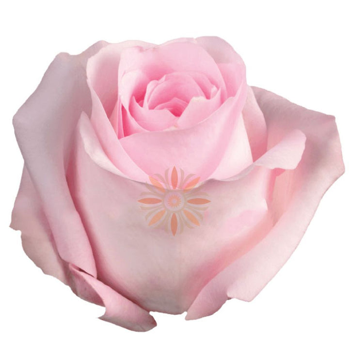 Sweet Akito Roses 70 CM
