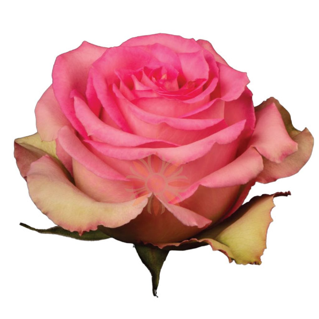 Sweet Unique Roses 50 CM