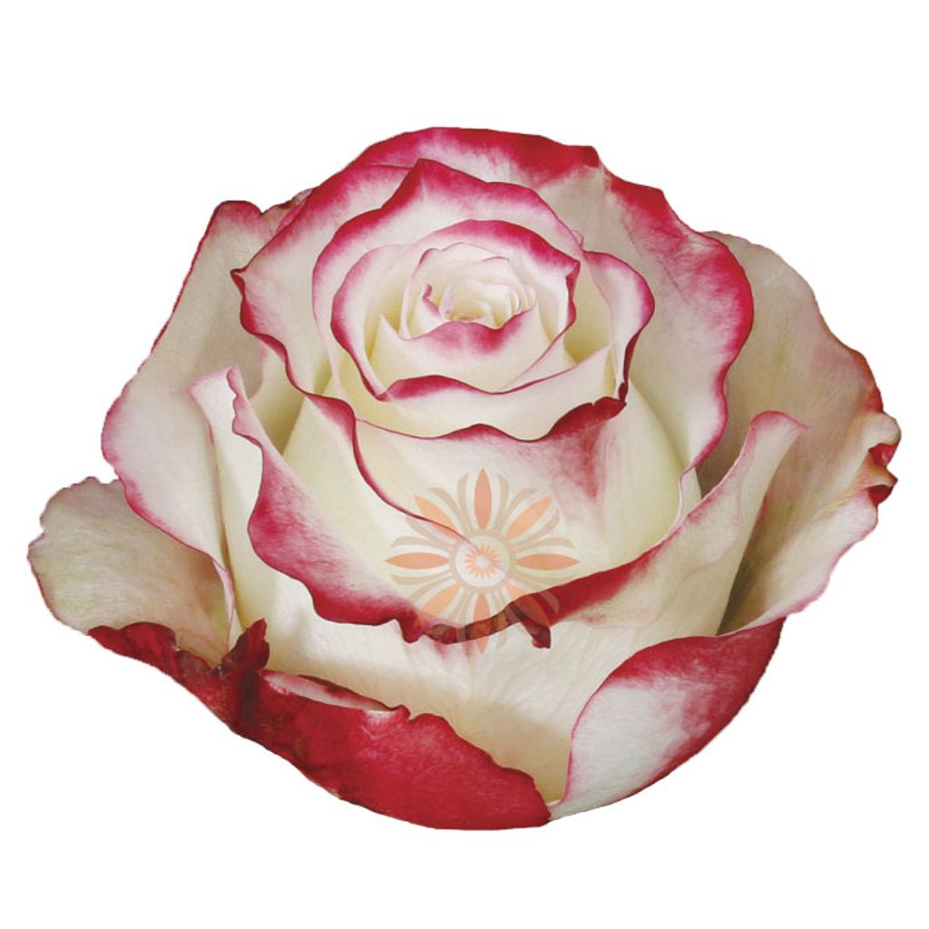 Sweetness Roses 50 CM