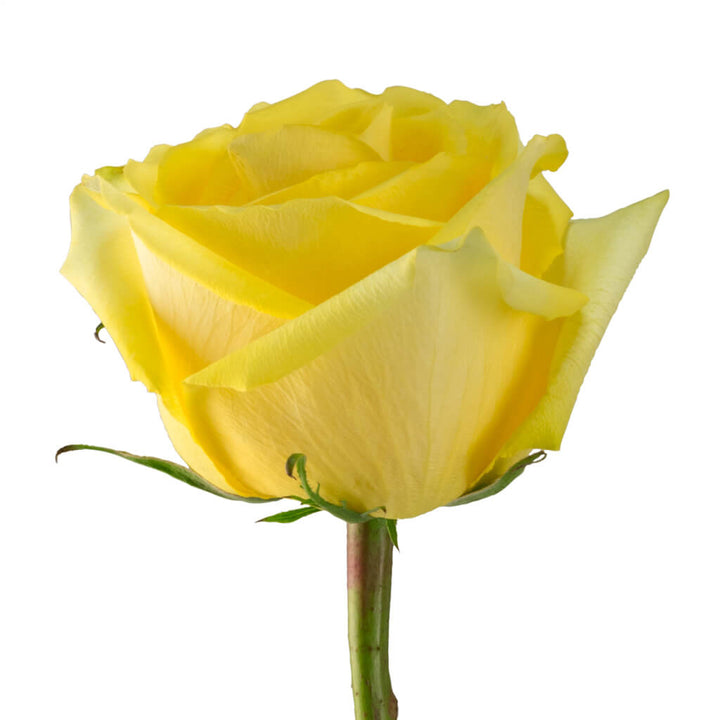 Tara Roses - Asiri Blooms