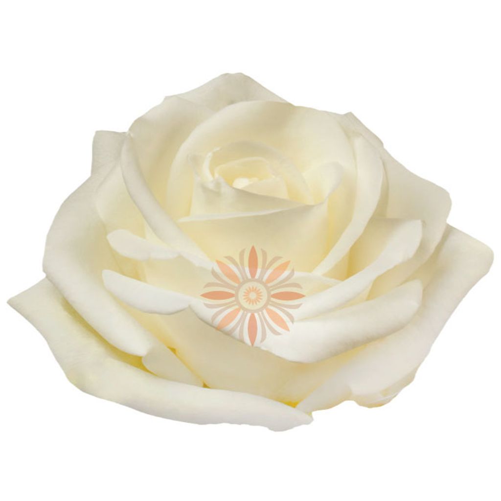 Tibet Roses 50 CM