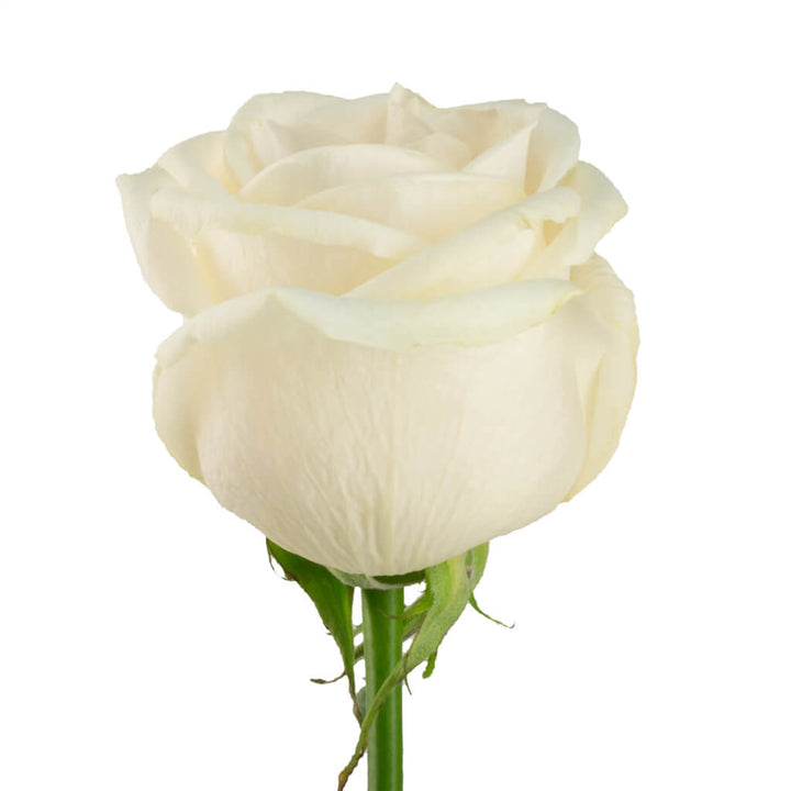 Vendela Roses - Asiri Blooms