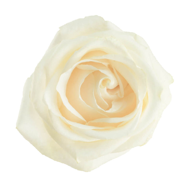 Vendela Roses - Asiri Blooms