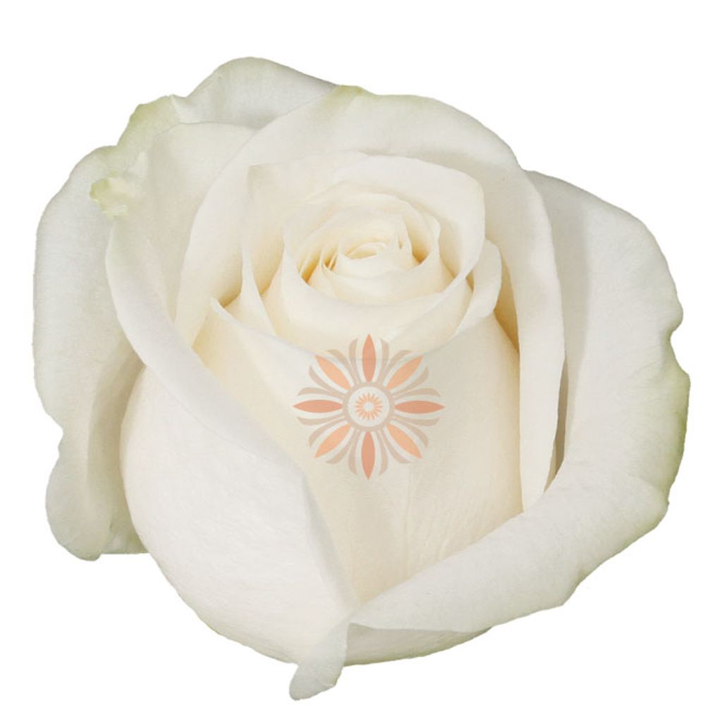 Vendela Roses 50 CM